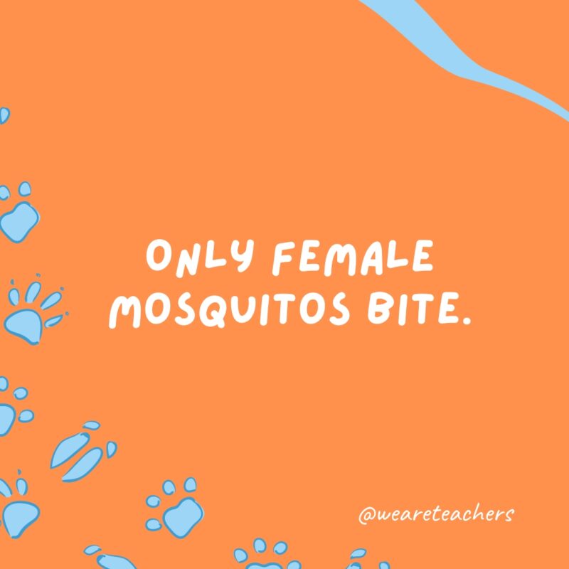 Only female mosquitos bite.
