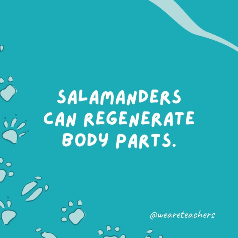 Salamanders can regenerate body parts.