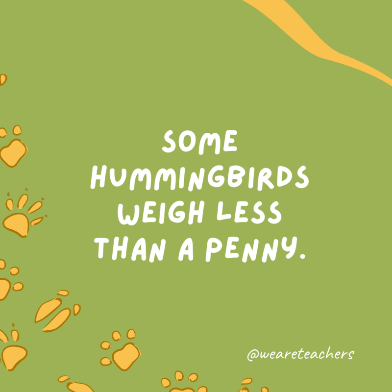 Some hummingbirds weigh less than a penny. 