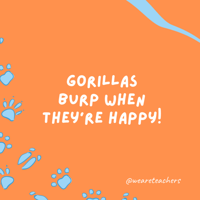 Gorillas burp when they’re happy!