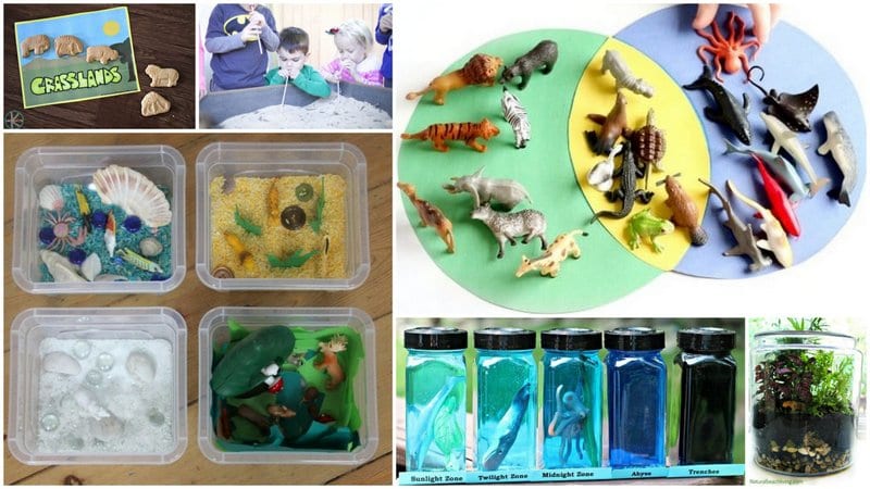 Animal Habitat activities