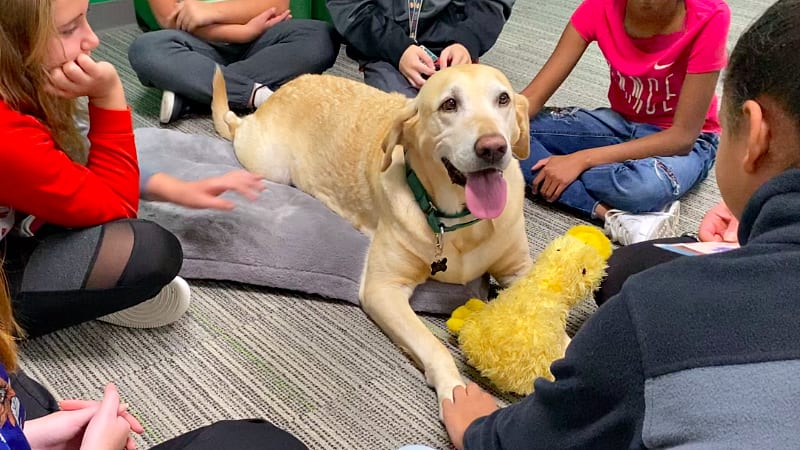 stress dogs in schools