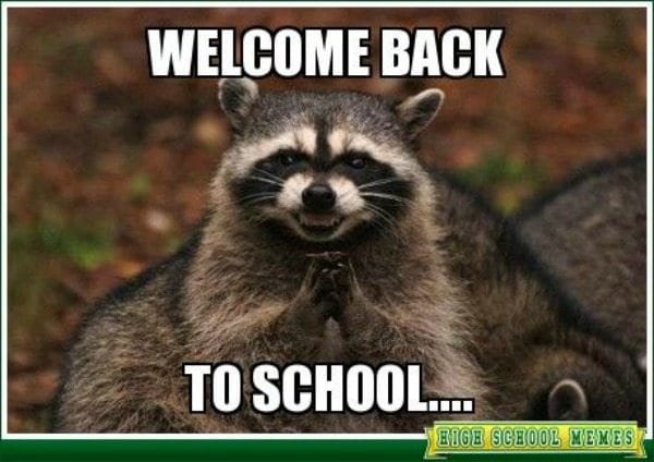 Teacher Meme Raccoon 