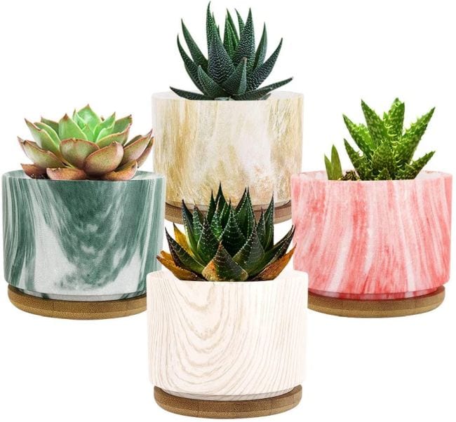 Easy care succulent plants