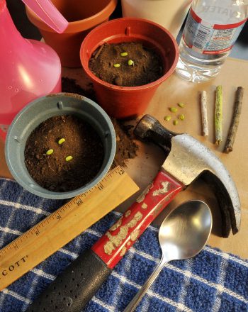 How to choose the fertilizer that will make plants grow the fastest. 