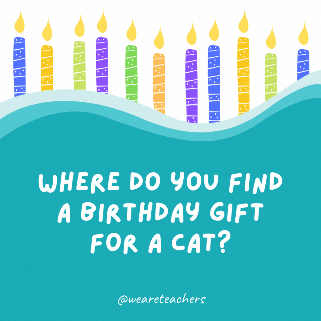 Where do you find a birthday gift for a cat?