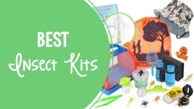 Best Insect Kits