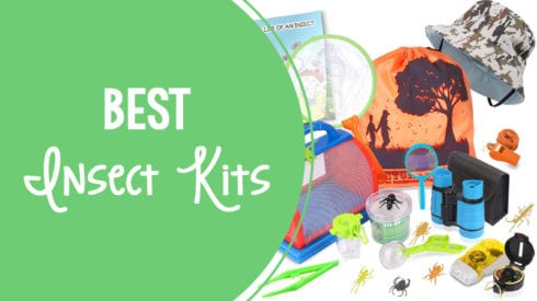 10 Buzz Worthy Creepy Crawly Insect Kits For the Classroom