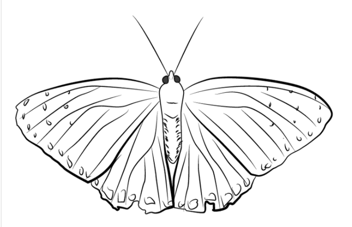 drawing of a butterfly
