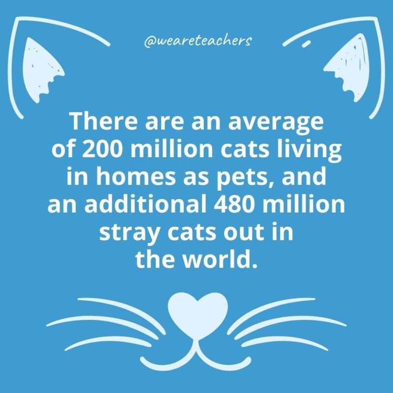 11. There are an average of 200 million cats living in homes as pets, and an additional 480 million stray cats out in the world.