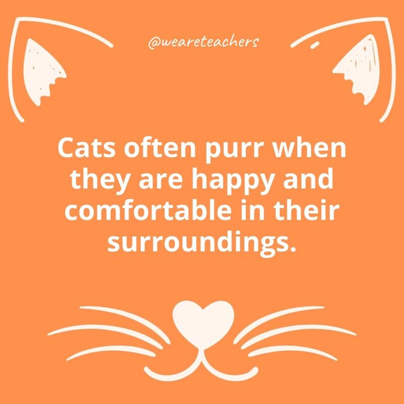 13. Cats often purr when they are happy and comfortable in their surroundings.