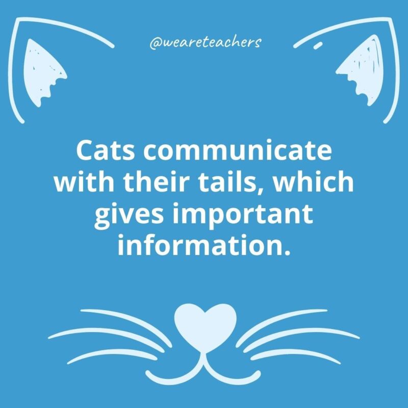 14. Cats communicate with their tails, which gives important information.