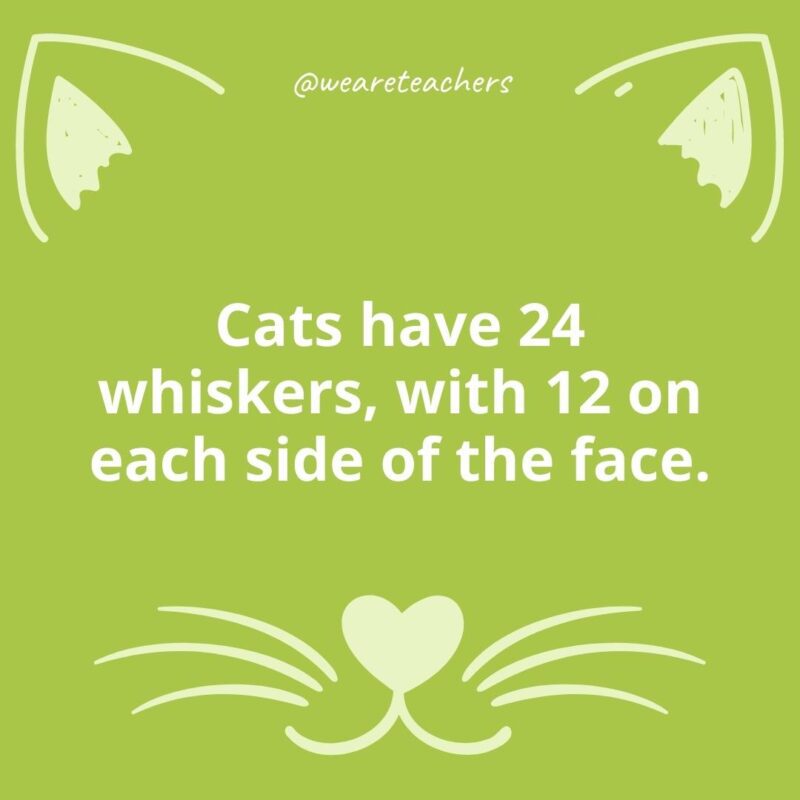 15. Cats have 24 whiskers, with 12 on each side of the face.