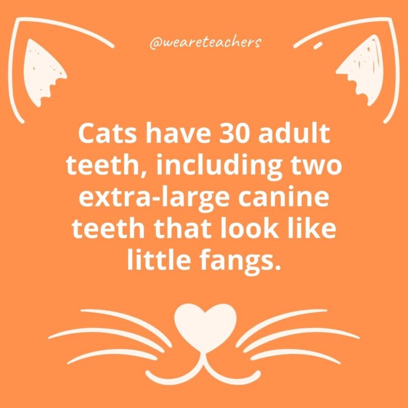 16. Cats have 30 adult teeth, including two extra-large canine teeth that look like little fangs.