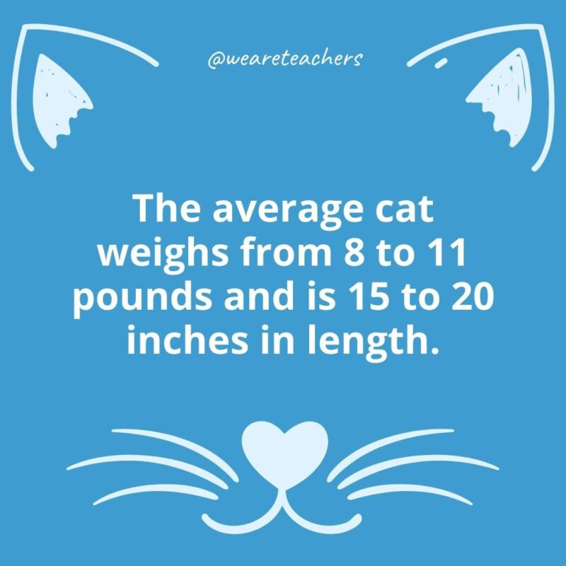 17. The average cat weighs from 8 to 11 pounds and is 15 to 20 inches in length.