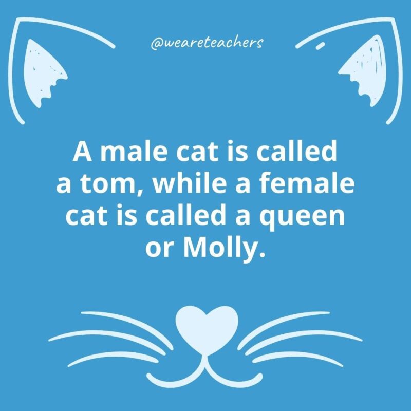 2. A male cat is called a tom, while a female cat is called a queen or Molly.