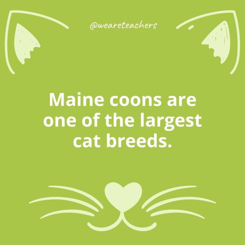 21. Maine coons are one of the largest cat breeds.