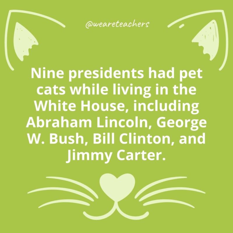 24. Nine presidents had pet cats while living in the White House, including Abraham Lincoln, George W. Bush, Bill Clinton, and Jimmy Carter.
