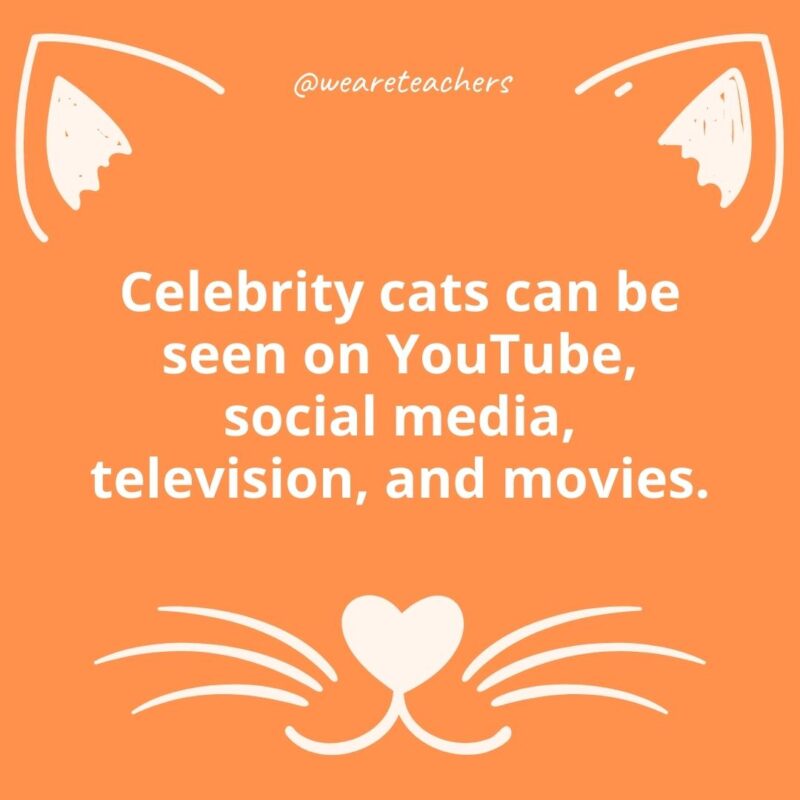 25. Celebrity cats can be seen on YouTube, social media, television, and movies.