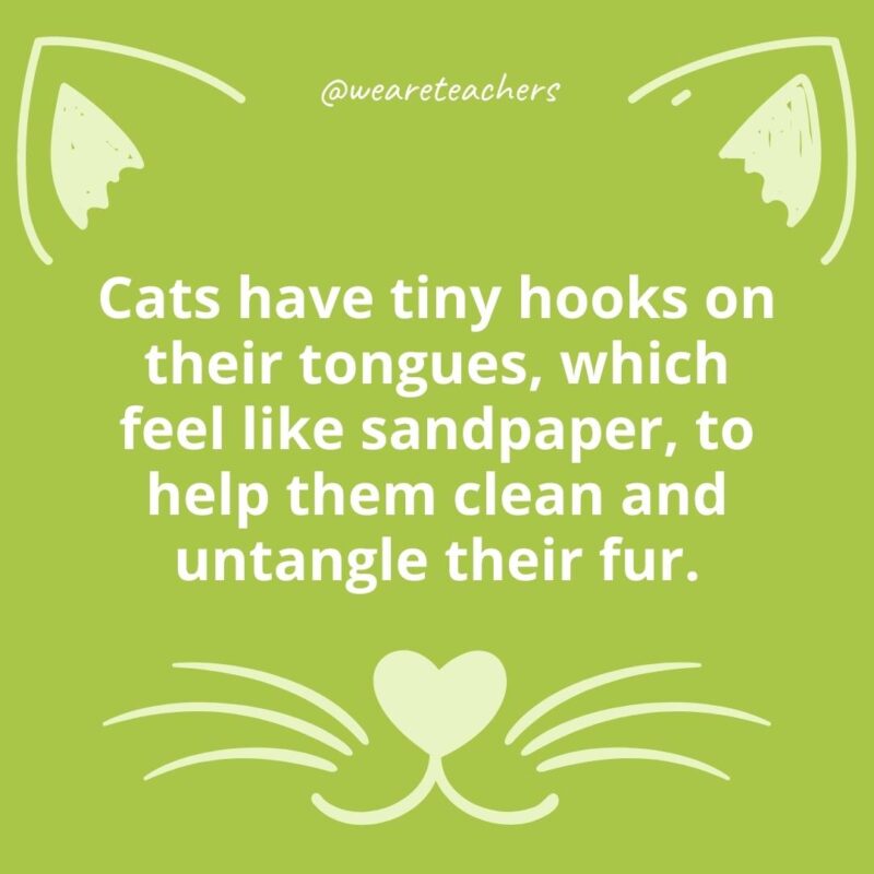 6. Cats have tiny hooks on their tongues, which feel like sandpaper, to help them clean and untangle their fur.
