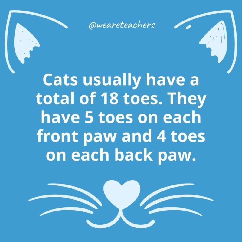 8. Cats usually have a total of 18 toes. They have 5 toes on each front paw and 4 toes on each back paw.