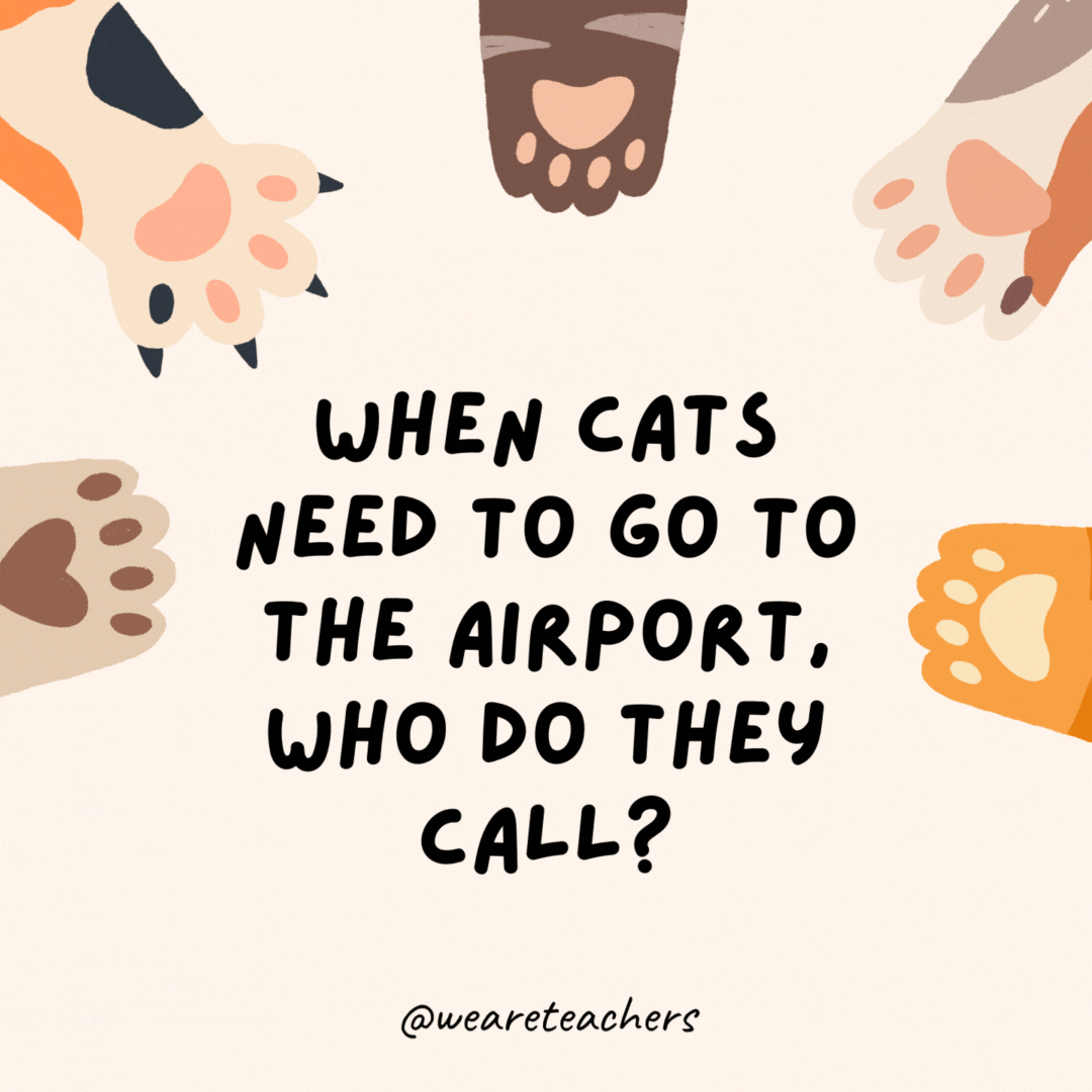 When cats need to go to the airport, who do they call?