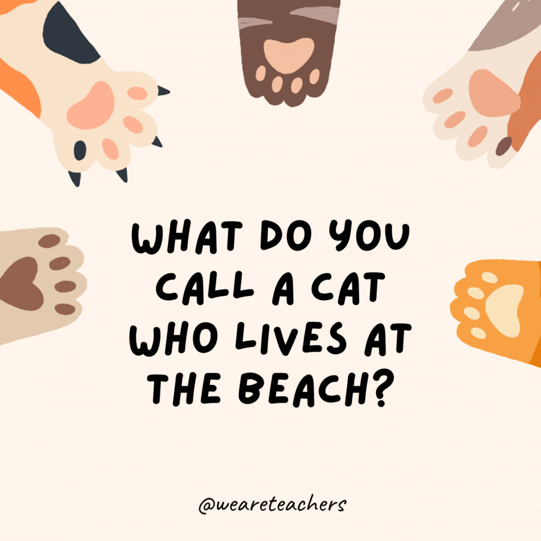 What do you call a cat who lives at the beach?
