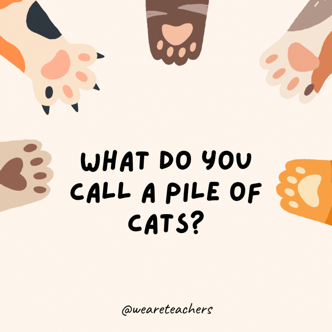 What do you call a pile of cats?
