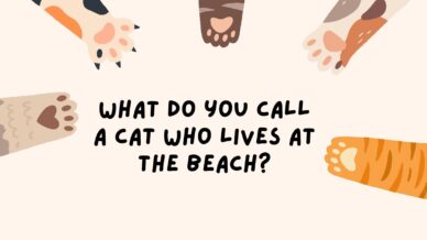 您怎么称呼住在海滩上的猫？