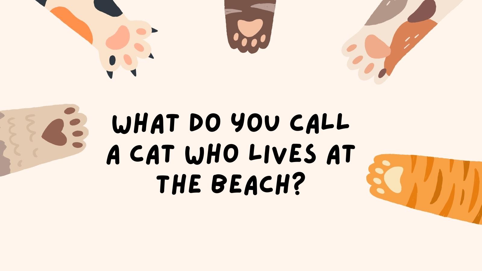 What do you call a cat who lives at the beach?