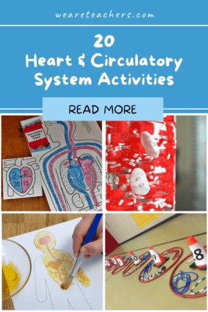 20 Heart and Circulatory System Activities For Kids - WeAreTeachers