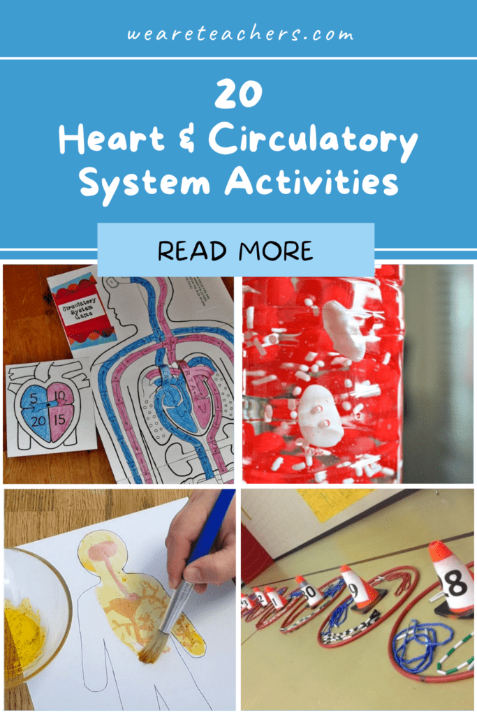 20 Hands-On Heart and Circulatory System Activities For Kids