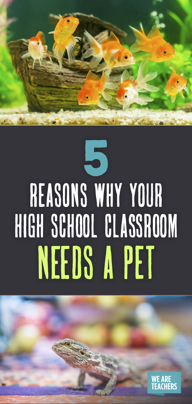5 reasons why your high school classroom needs a pet.