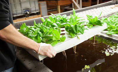 Competition between crops and weeds and introduction of genetically modified seeds