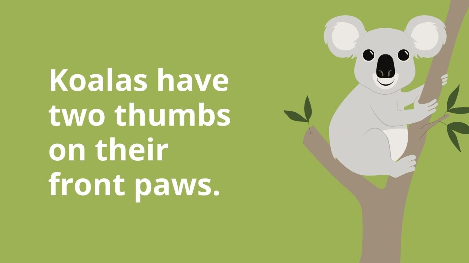 Koala Facts for Kids That Are Perfect for the Classroom and at Home!