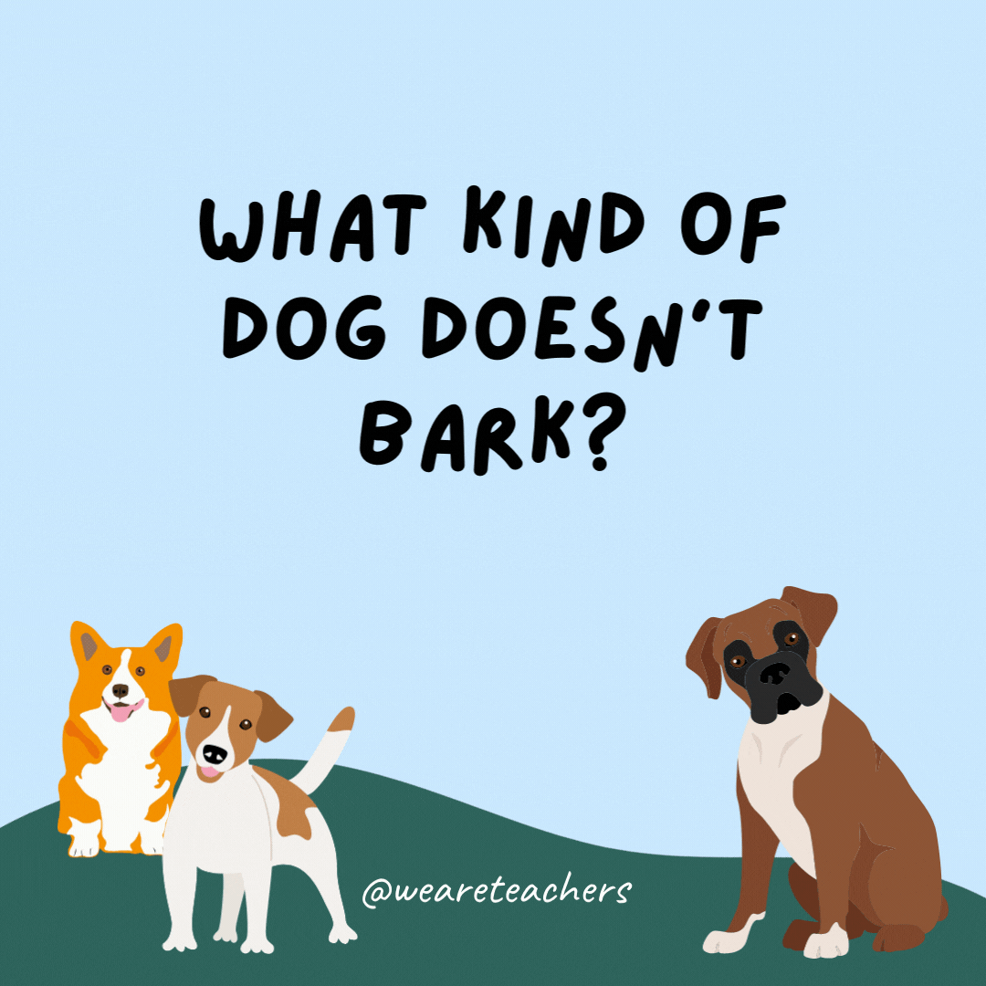 What kind of dog doesn't bark? A hush puppy.