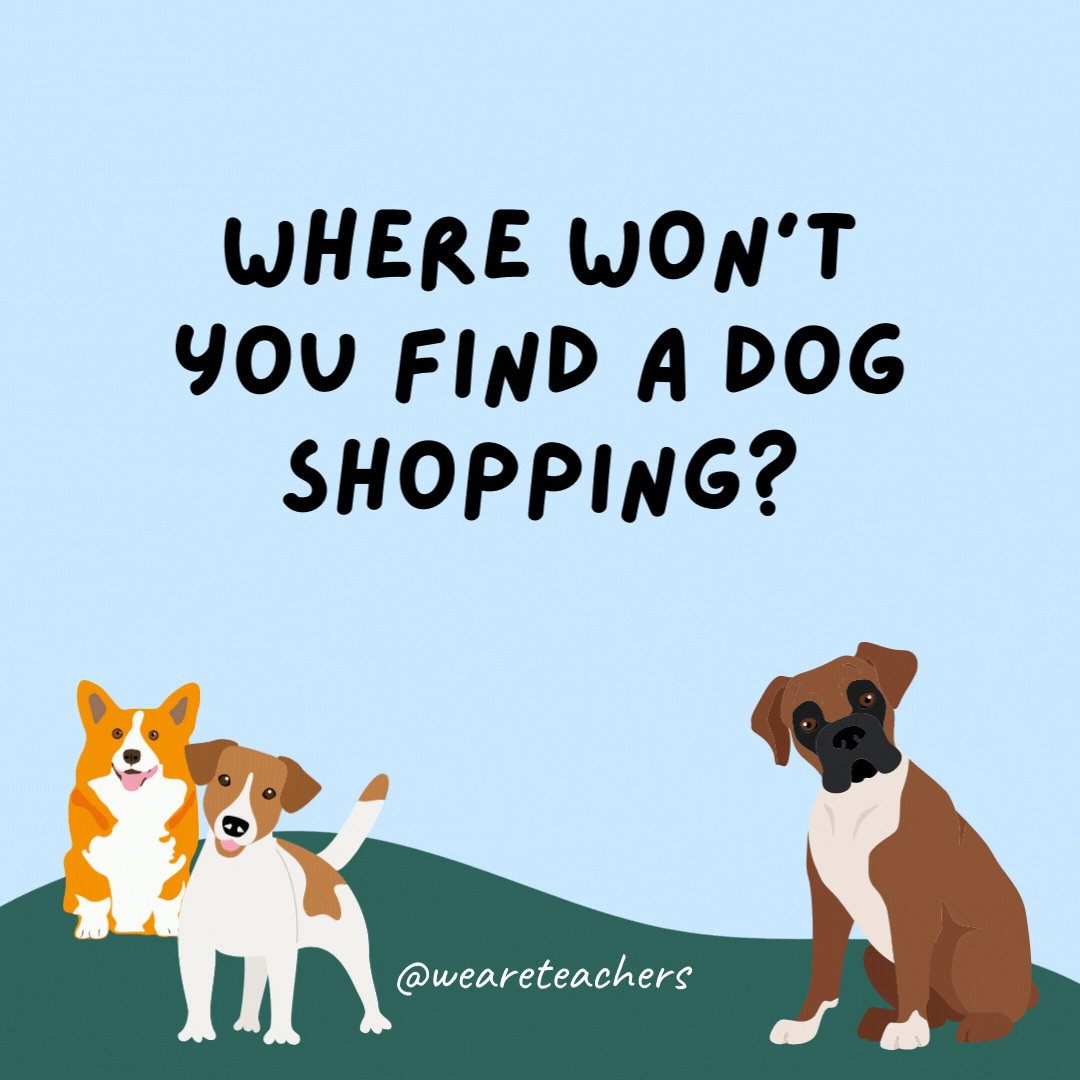 Where won't you find a dog shopping? A flea market.