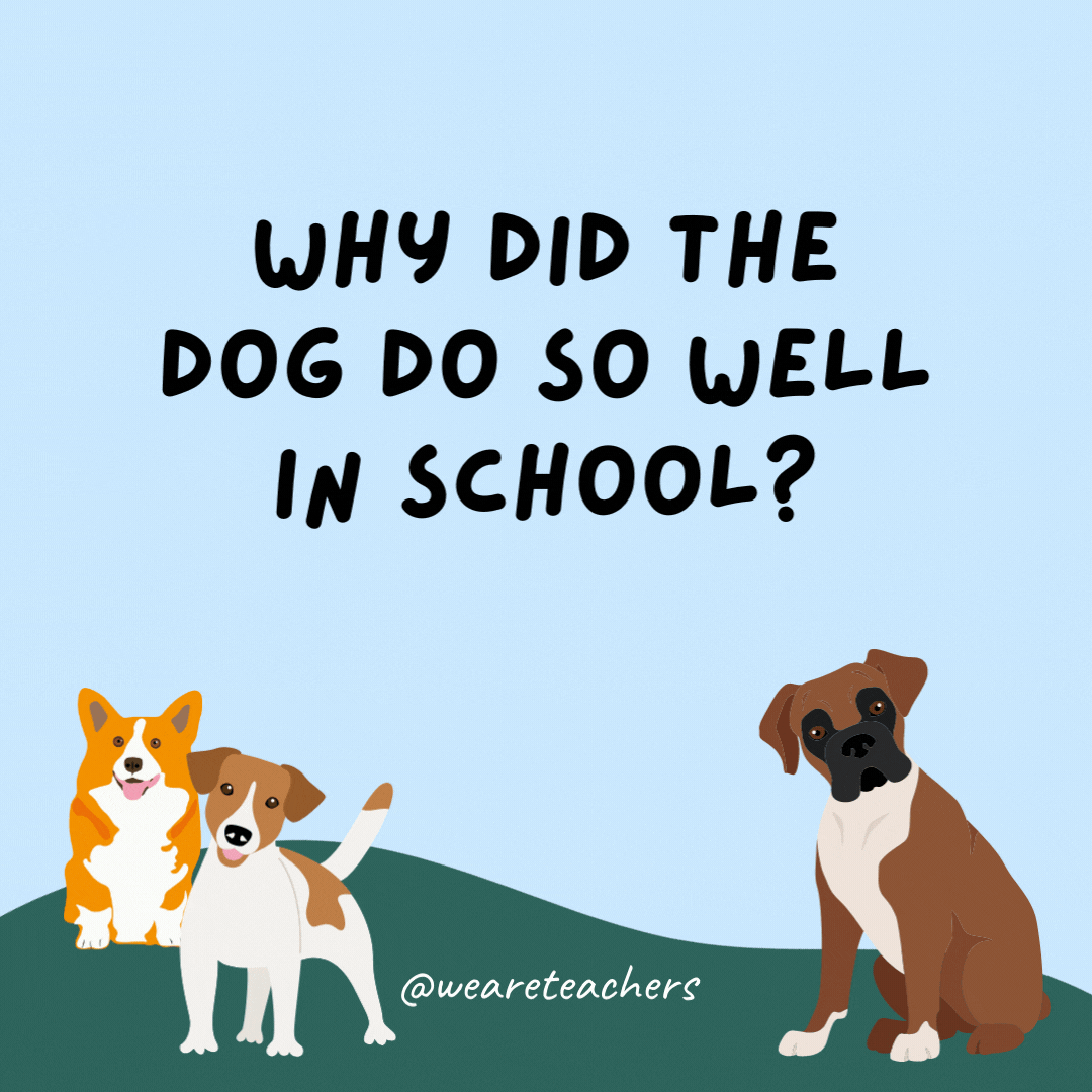 Why did the dog do so well in school? He was the teacher's pet.