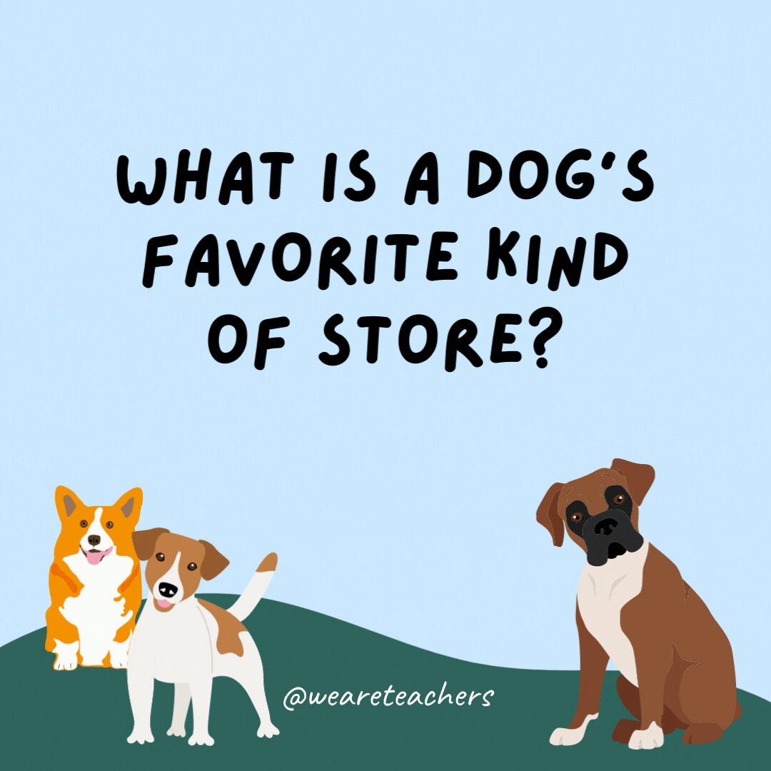 What is a dog's favorite kind of store? A re-tail store.