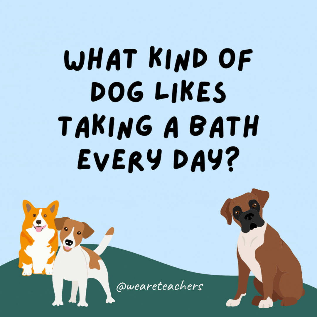 What kind of dog likes taking a bath every day? A shampoo-dle.