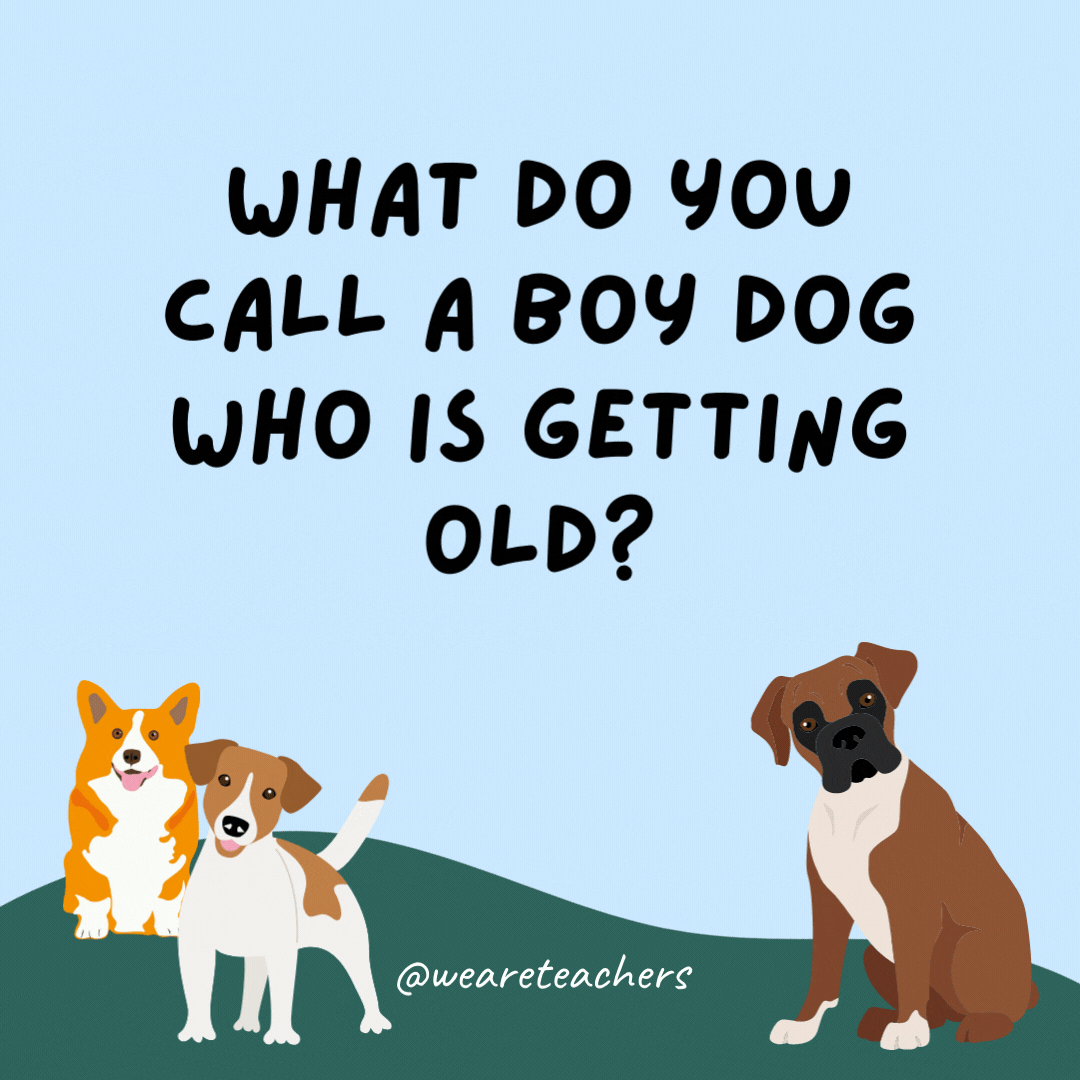 What do you call a boy dog who is getting old? GrandPAW.