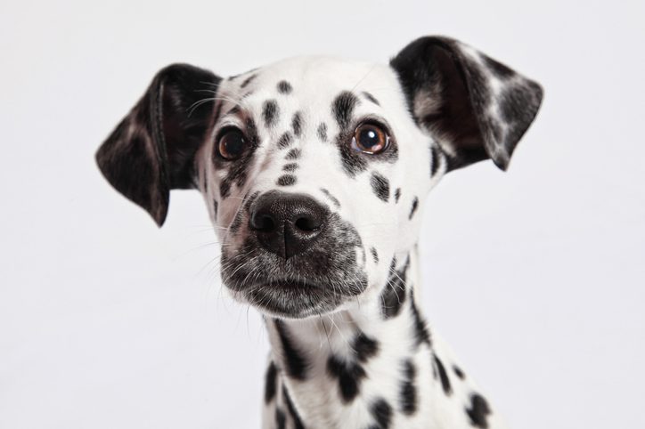 Close up of Dalmatian puppy head