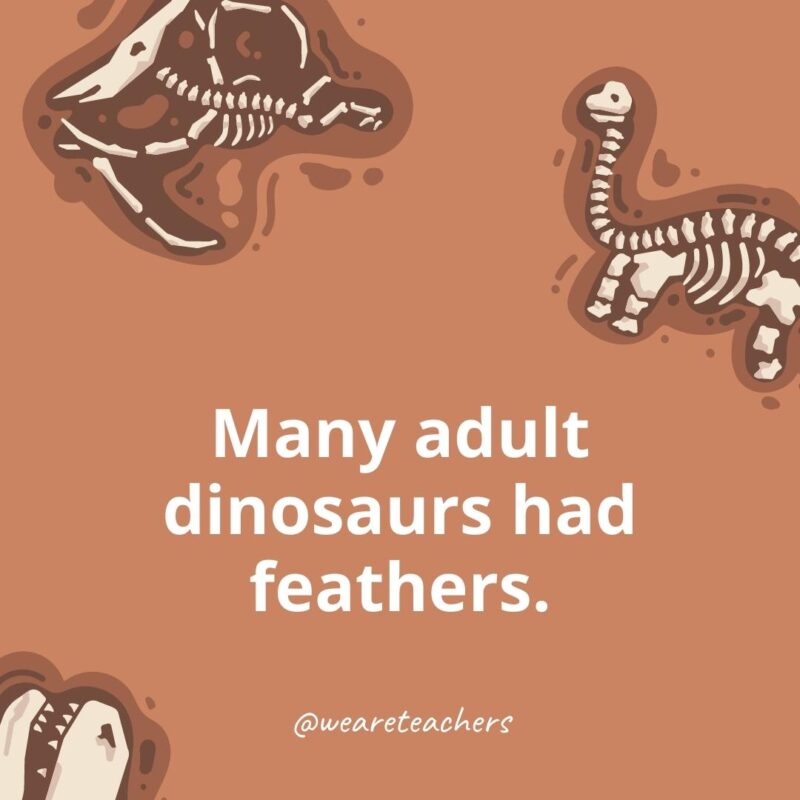 Many adult dinosaurs had feathers. 