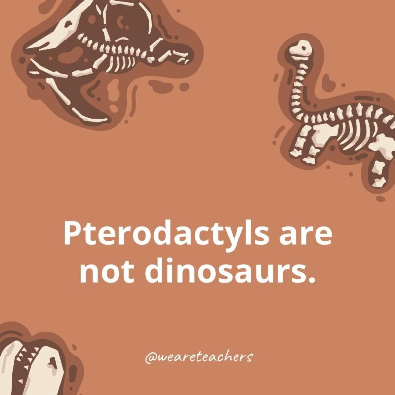 Pterodactyls are not dinosaurs. 