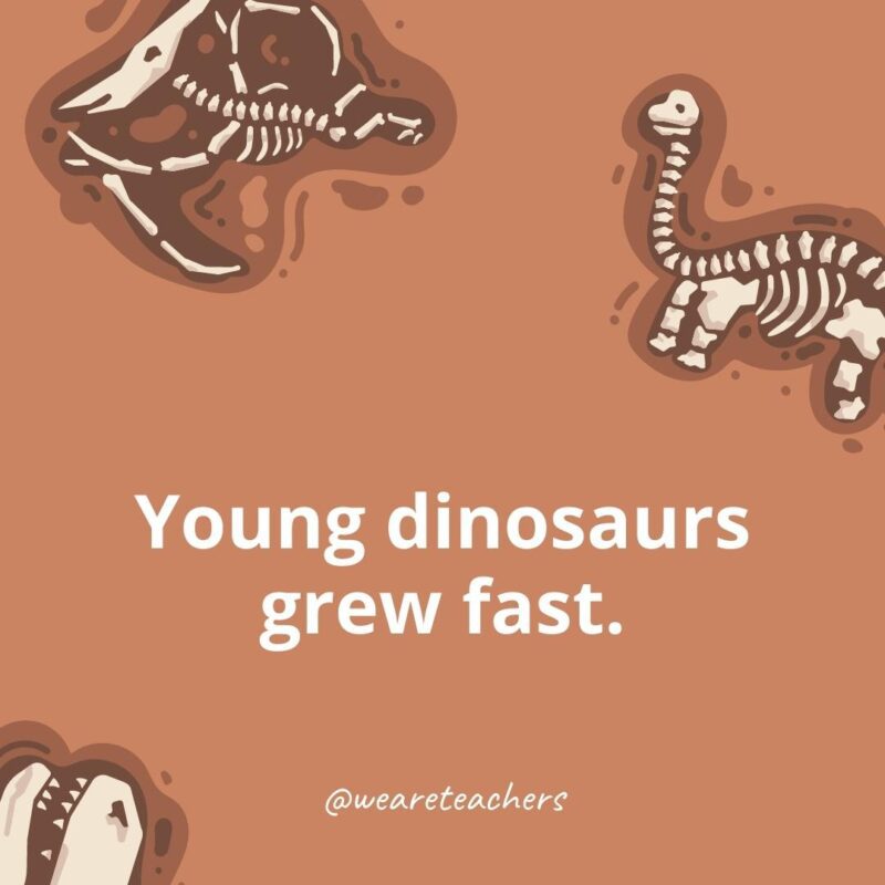 Young dinosaurs grew fast. 