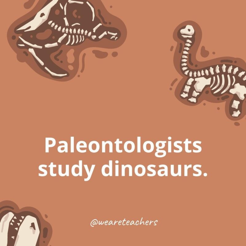 Paleontologists study dinosaurs. 