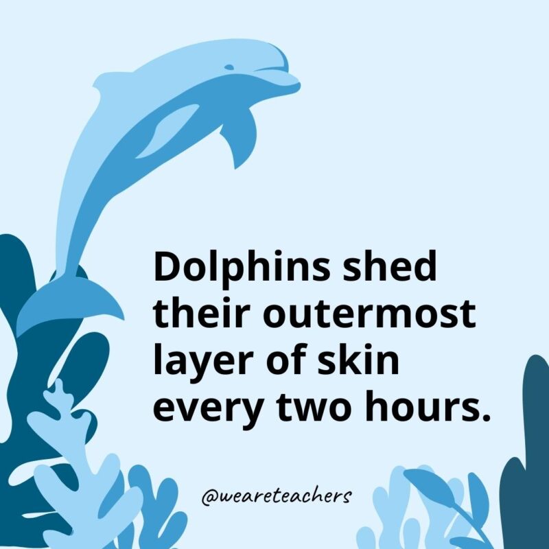 Dolphins shed their outermost layer of skin every two hours.