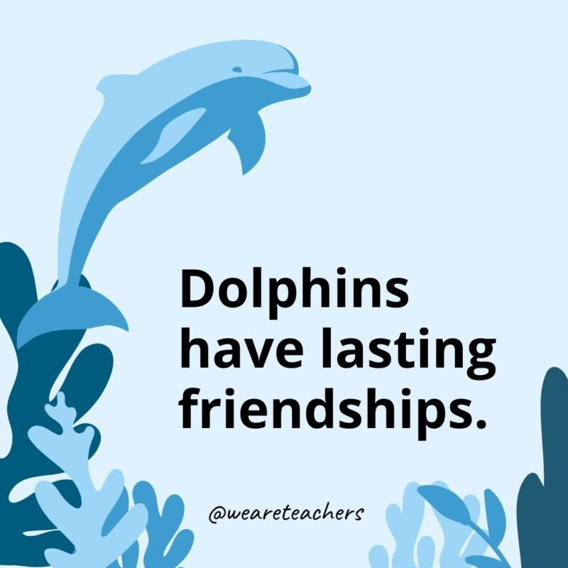 Dolphins have lasting friendships.