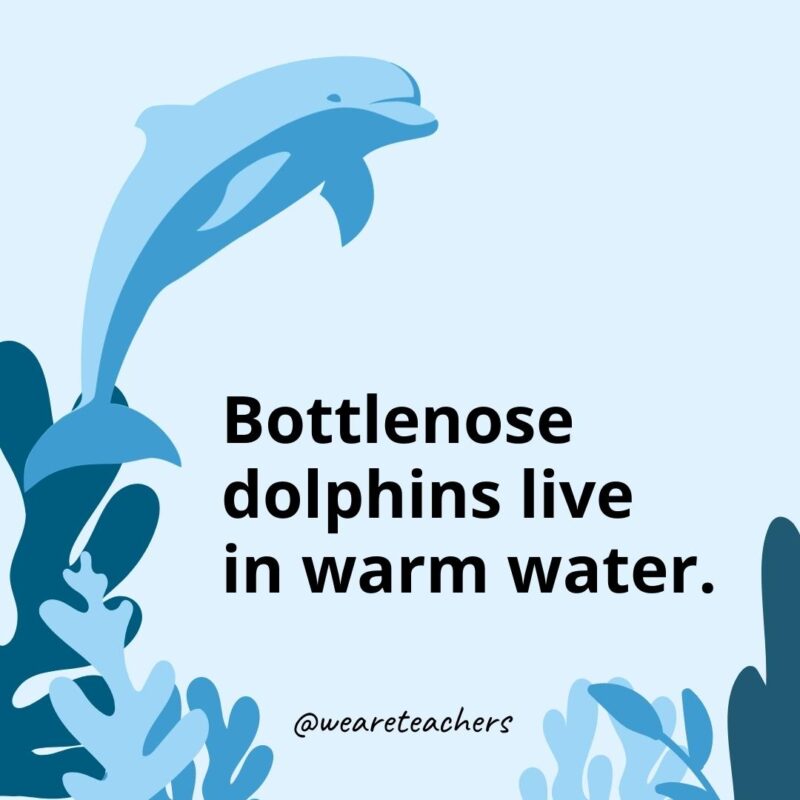 Bottlenose dolphins live in warm water. 