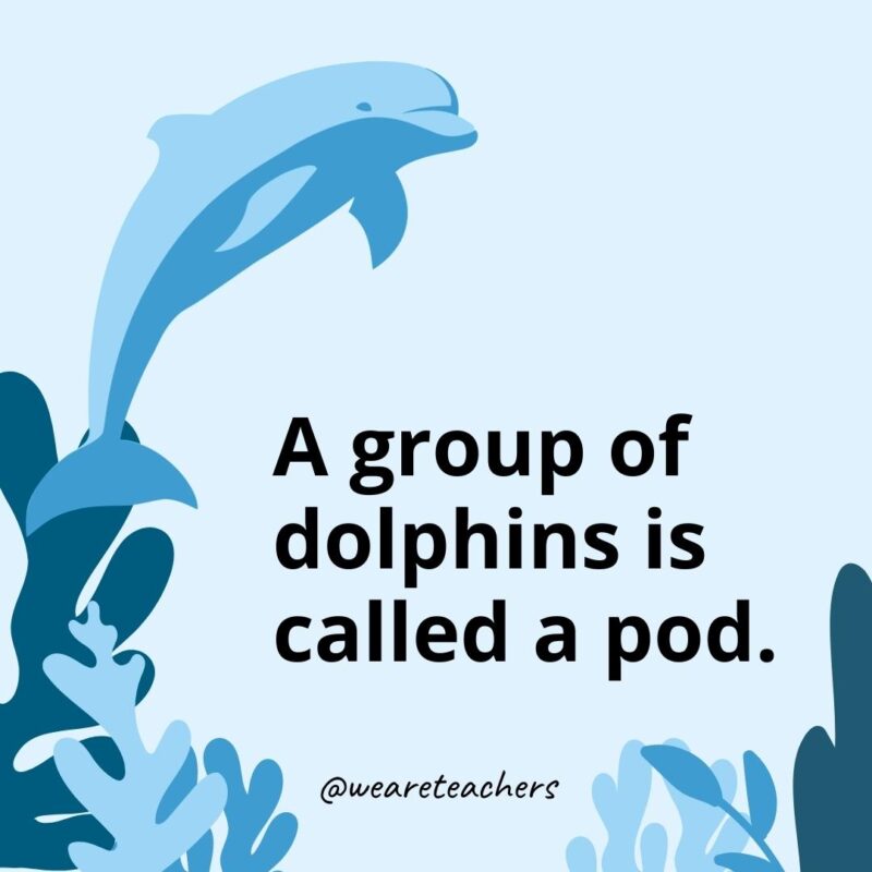 A group of dolphins is called a pod.